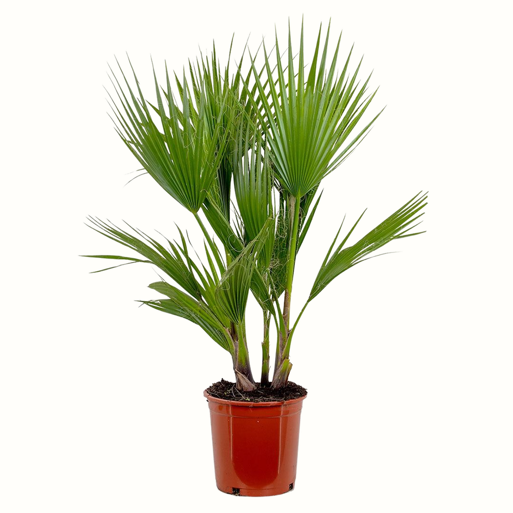 Washingtonia robusta - 80cm