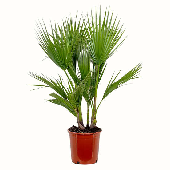 Washingtonia robusta - 80cm