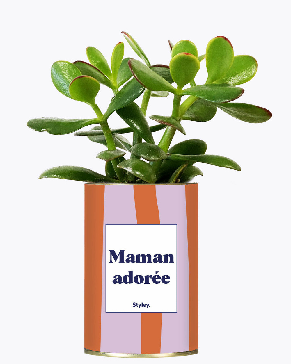 Plante à message - maman adorée - cactus