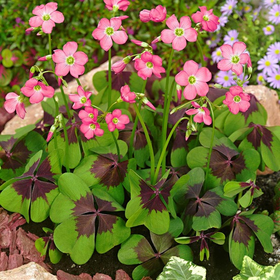 50 oxalis deppei iron cross - le sachet de 50 bulbes / circonférence 4-5cm, vendu par lot de 2