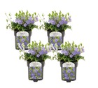Vinca minor - set de 4 - petite pervenche - plantes de jardin à fleurs - pot 17cm - hauteur 25-40cm