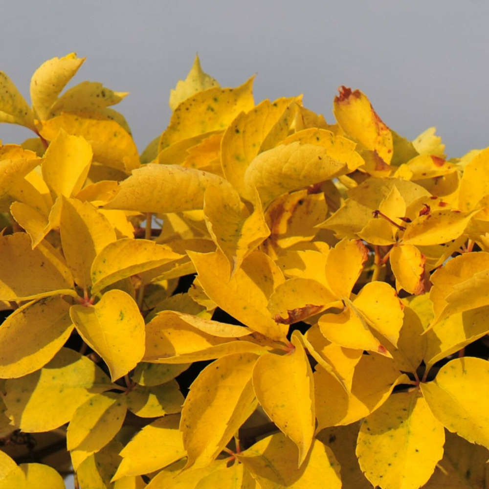 Vigne vierge quinquefolia yellow wall® godet - 5/20 cm