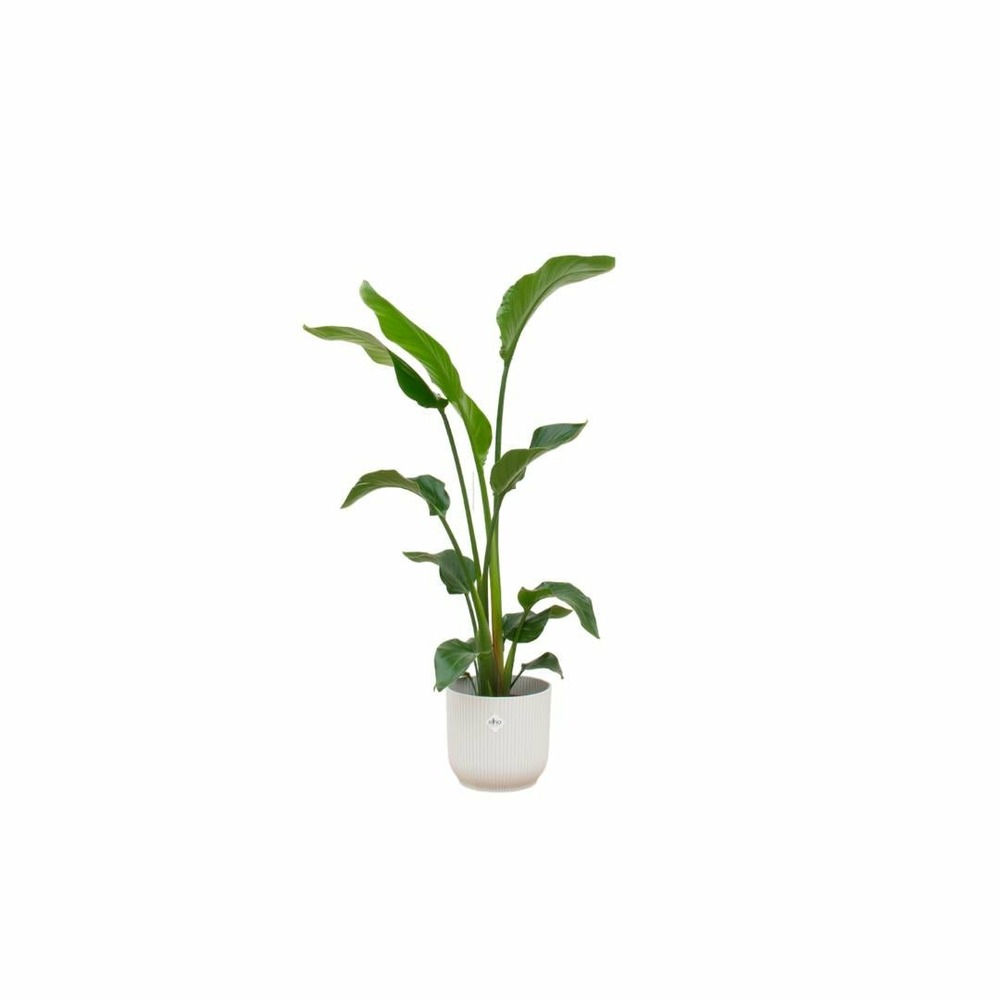 Strelitzia nicolai 100cm et son pot blanc 22cm - hauteur 100cm