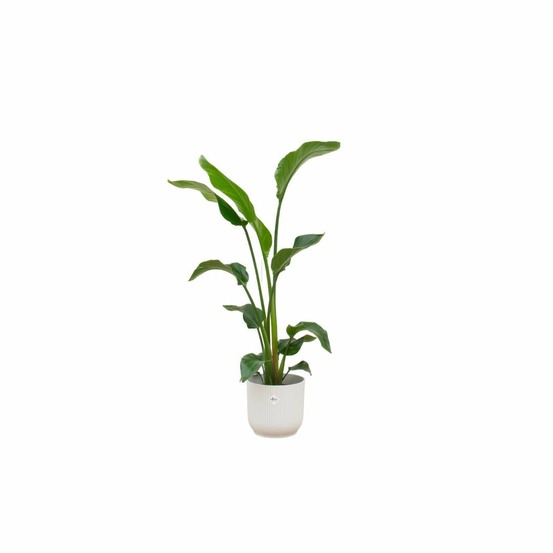 Strelitzia nicolai 100cm et son pot blanc 22cm - hauteur 100cm