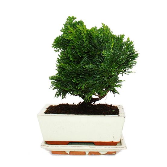 Bonsaï d'extérieur - chamaecyparis - cyprès - 3-4 ans - avec soucoupe