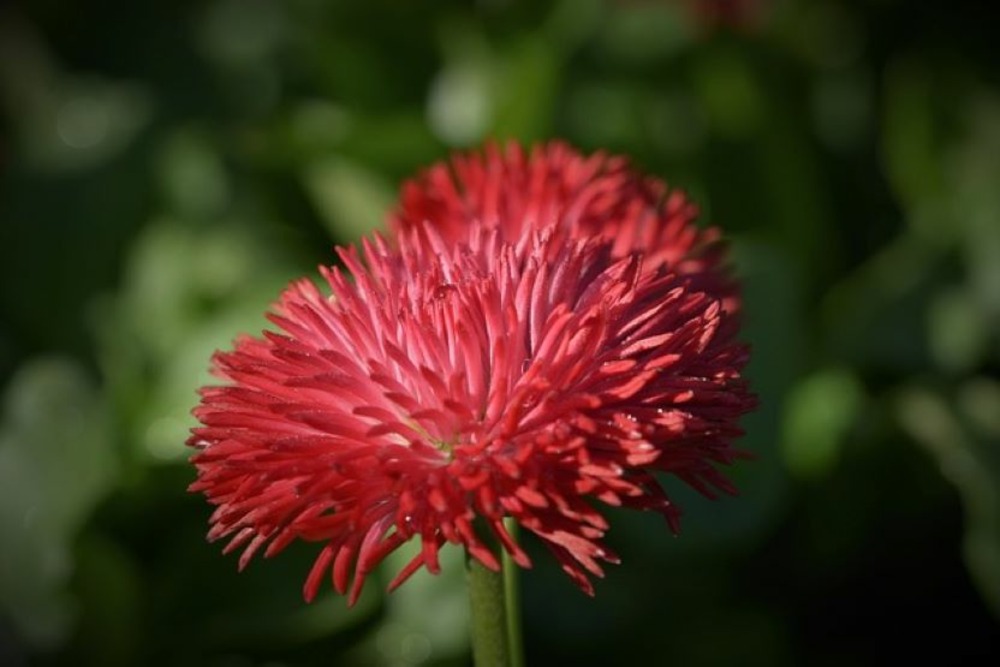Sachet de graines de reine-marguerite super princesse varié - sachet de 0,8 gramme - petite entreprise française