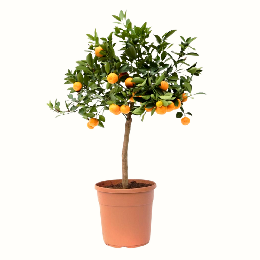 Citrus calamondin - 40cm