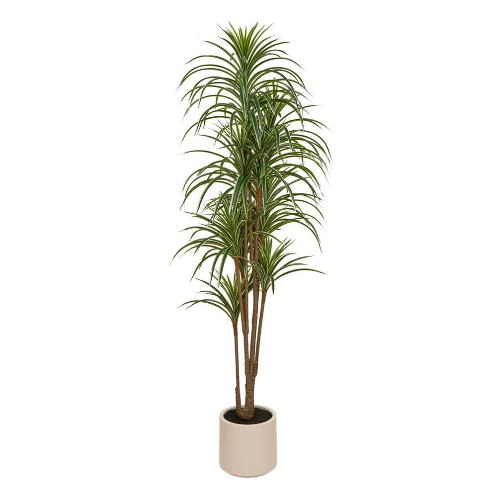 Dracena vert edi h.180cm avec pot blanc