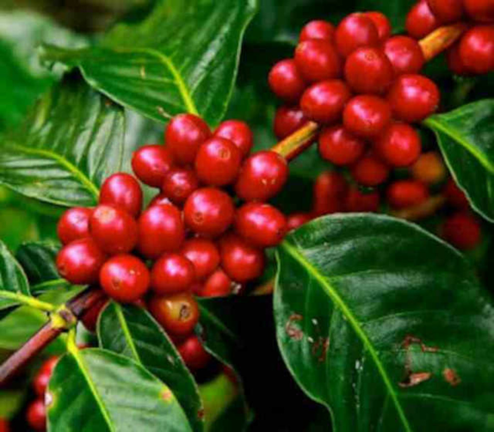 Coffea arabica (caféier) jeune plante