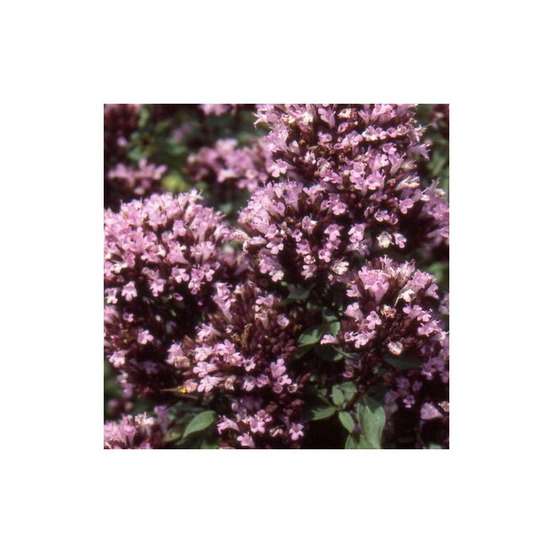 Origan herrenhausen lot de 9 godets