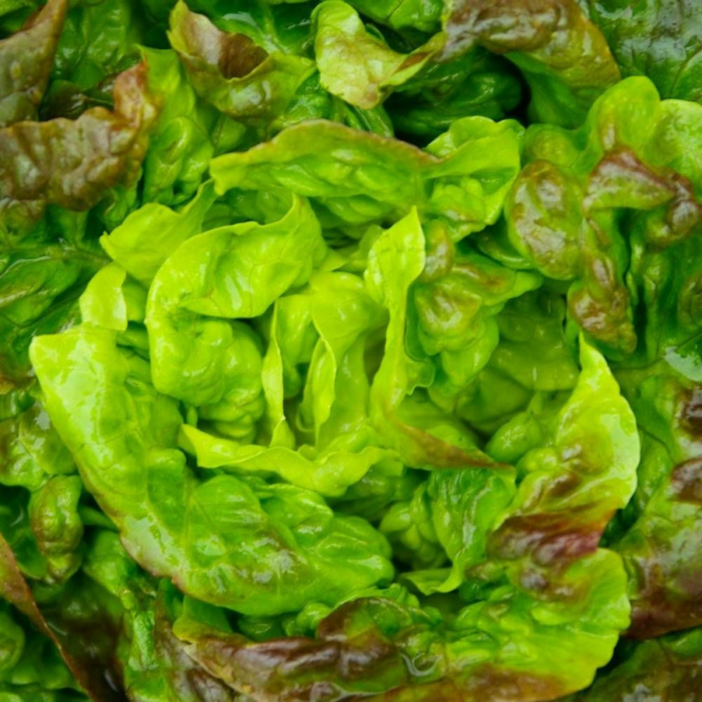 Graines de laitue pommée du bon jardinier - vilmorin sachet