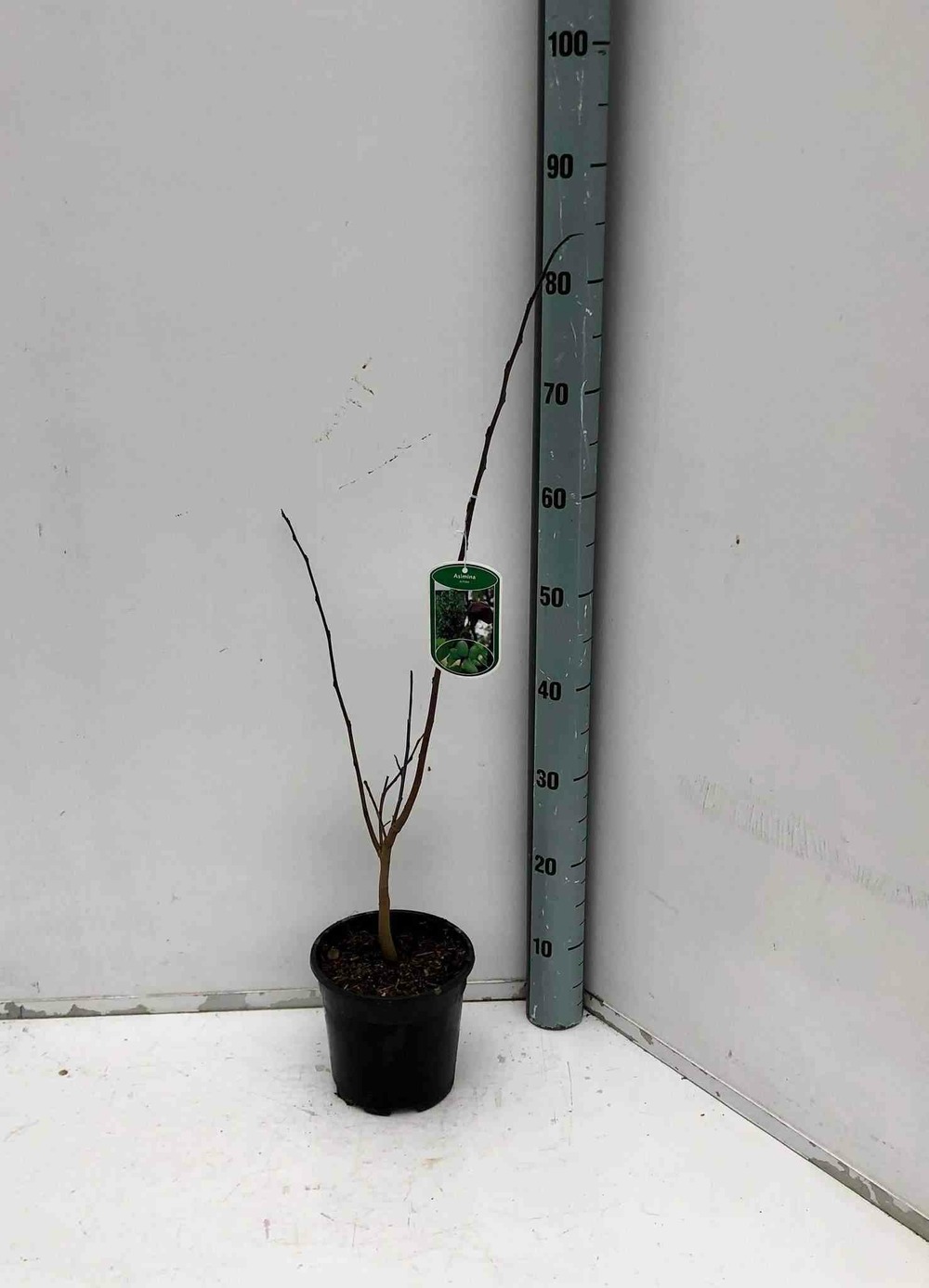 Asimina triloba (pow pow) pot de 2 litres - 20/40 cm - couleur floraison:violet