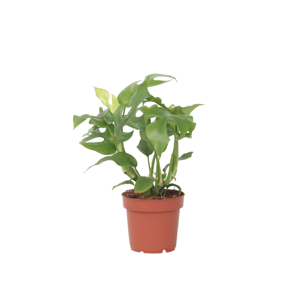 Plante à trous - rhaphidophora tetrasperma - hauteur 20-30cm - ⌀12cm