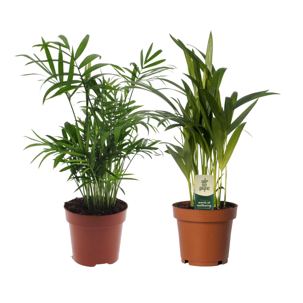 Duo palmier areca & chamaedorea - pot de 12cm - hauteur 40cm - lot de 2 - plantes d'intérieur