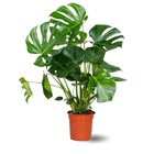 Monstera deliciosa - plante trouée - purificateur d'air - ↕ 70-80 cm - ⌀ 17 cm - plante d'intérieur