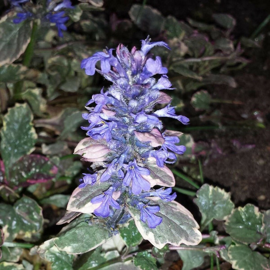 Bugle rampante burgundy glow godet - 5/20 cm