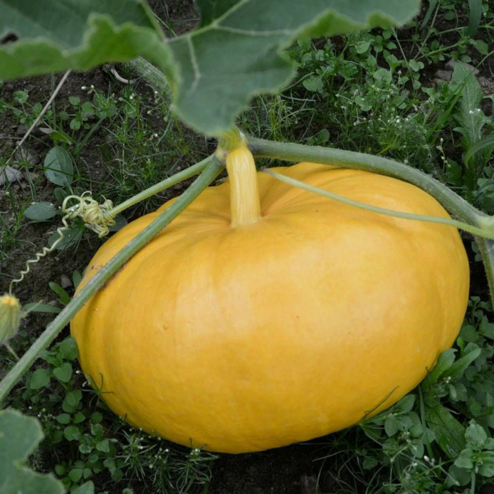 Graines de potiron jaune gros de paris - vilmorin sachet