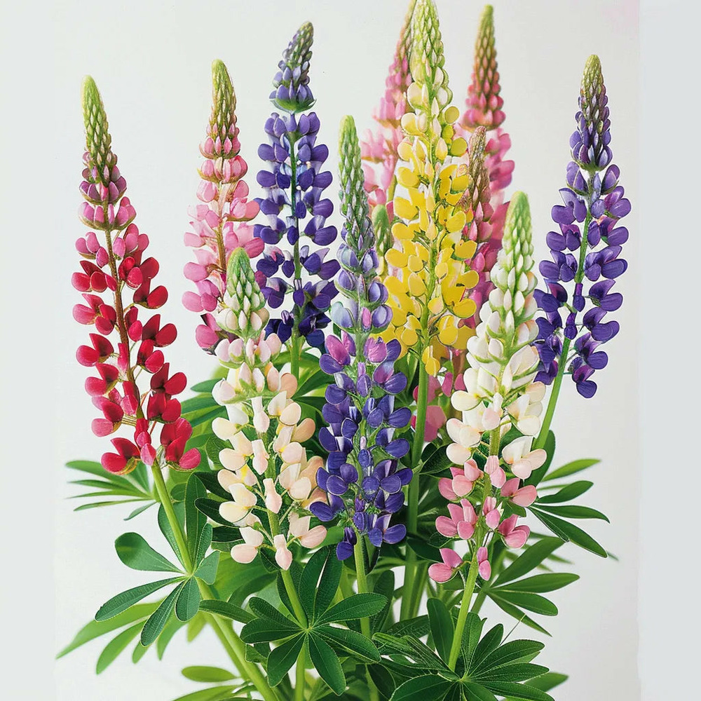 50 graines de lupin nain de russel - semisauvage permaculture