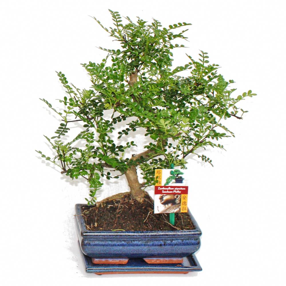 Poivre de bonsaï szechuan - zanthoxylum piperitum - ca. 8 ans