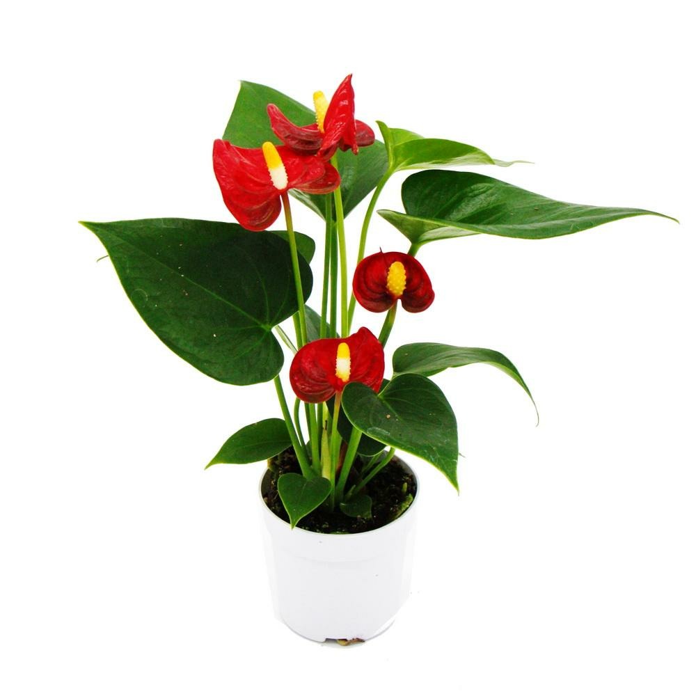 Petite fleur flamant rose - anthurium andreanum - bébé anthurium - mini plante - pot 7cm - floraison rouge - red champion
