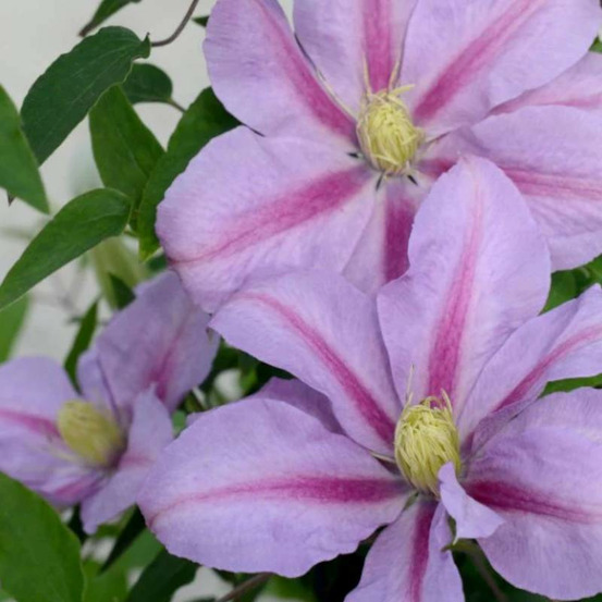 Clématite volunteer™ 'evipo080' pot de 1,5l - tuteur bambou 30/60 cm