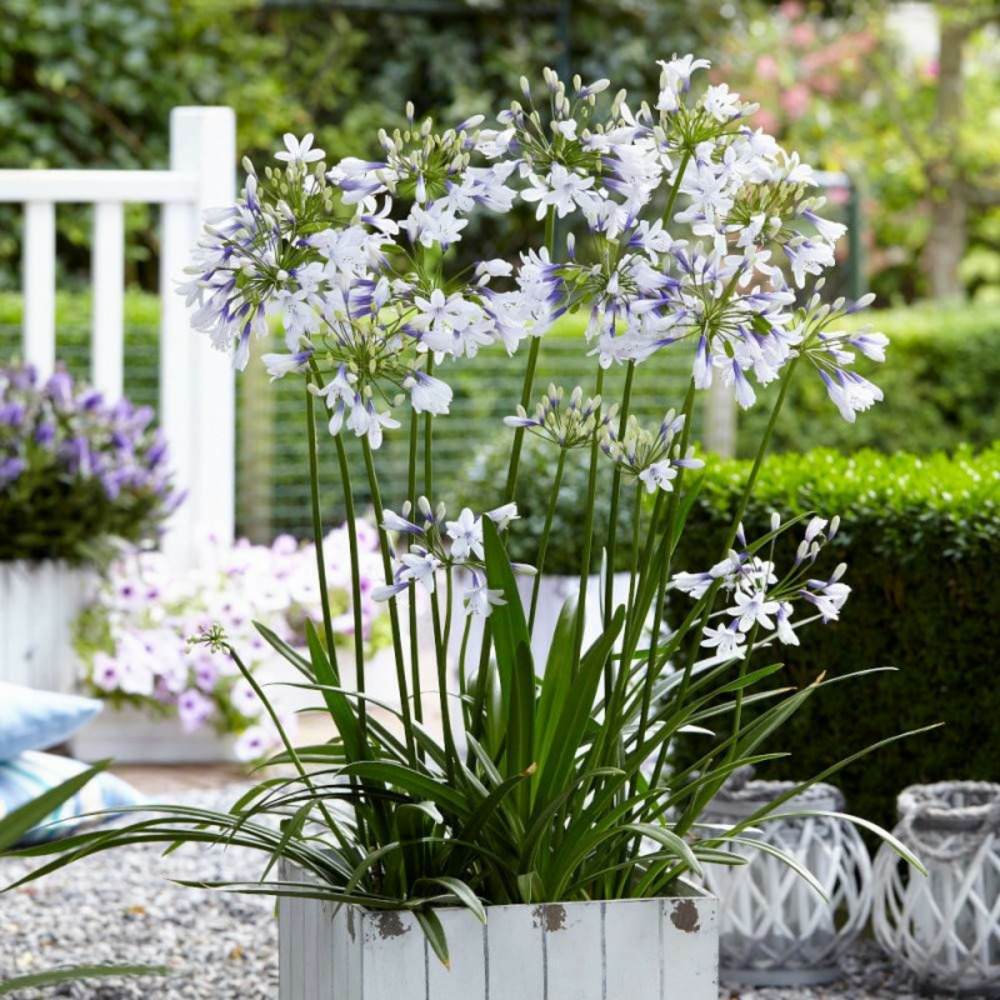 Agapanthe twister® 'ambic001' pot de 5l - 40/60 cm