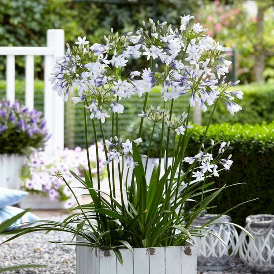 Agapanthe twister® 'ambic001' pot de 5l - 40/60 cm