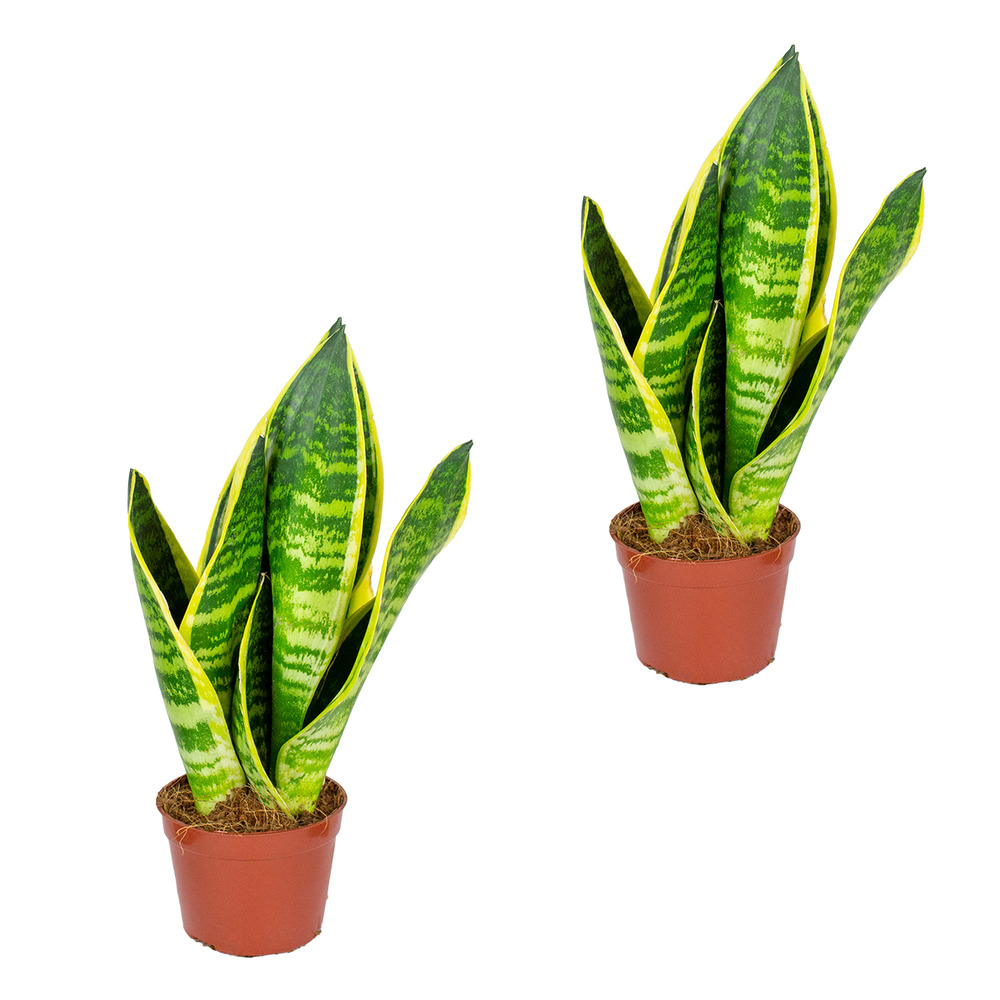 Sansevieria 'superba' lot de 2 - plante d'intérieur et pot ⌀9 cm - ↕35 cm