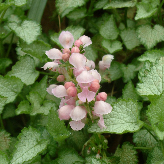 6 x lamier tacheté 'pink pewter' - lamium maculatum 'pink pewter' - godet 9cm x 9cm