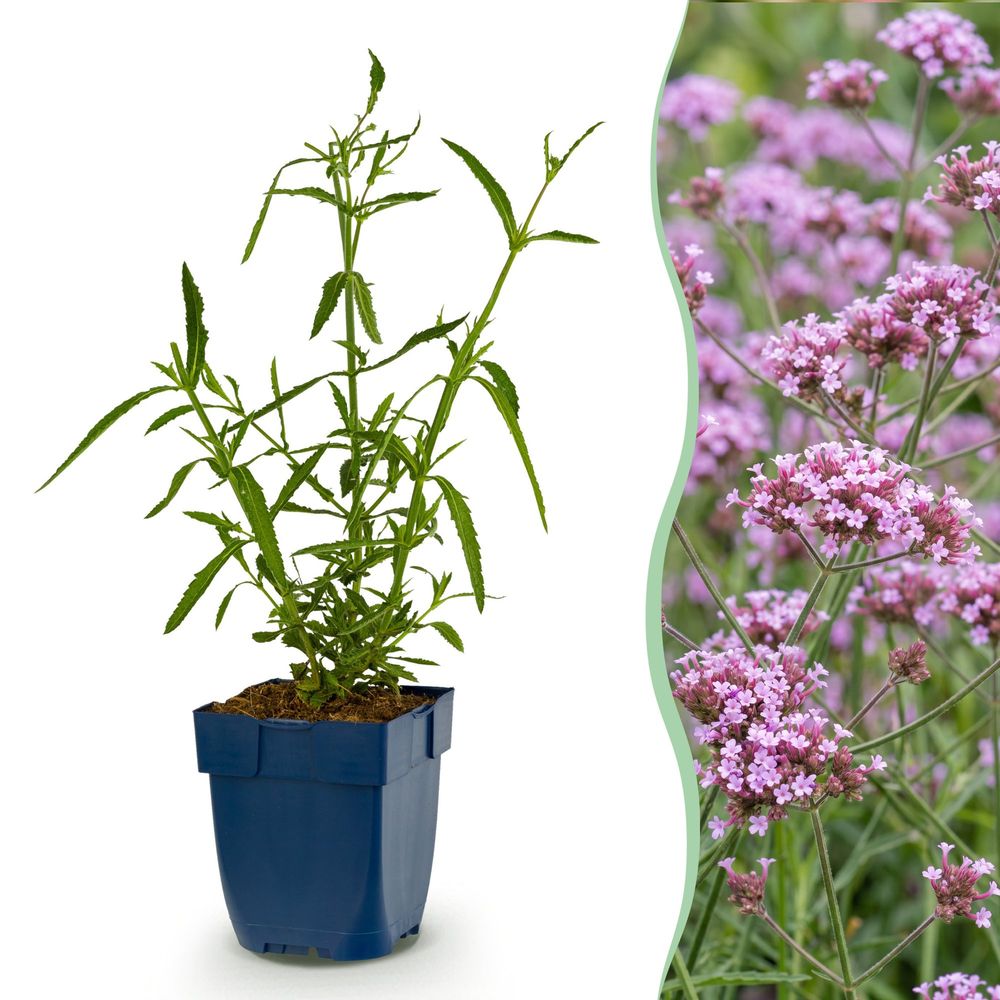 Verveine de buenos aires 'lollipop' - lot de 3 - pot 11 cm - hauteur 25 cm - plante d'extérieur