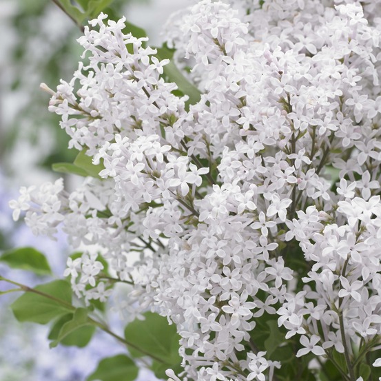 Lilas de chine 'flowerfesta white' pot de 3l/4l
