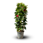 Dipladenia triple arceau - plante fleurie - ↕ 110-120 cm - ⌀ 29 cm - plante d'intérieur & extérieur - fleur rouge
