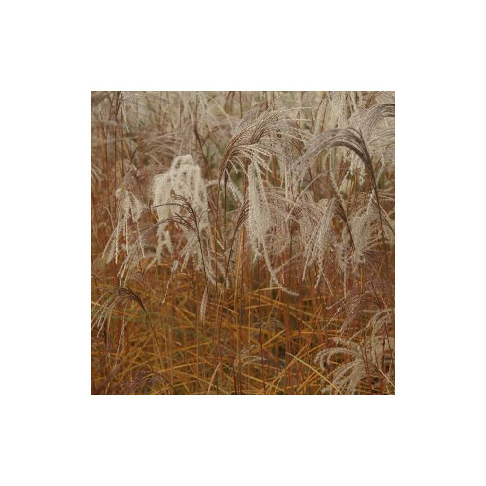 Miscanthus, roseau de chine flamingo lot de 5 godets