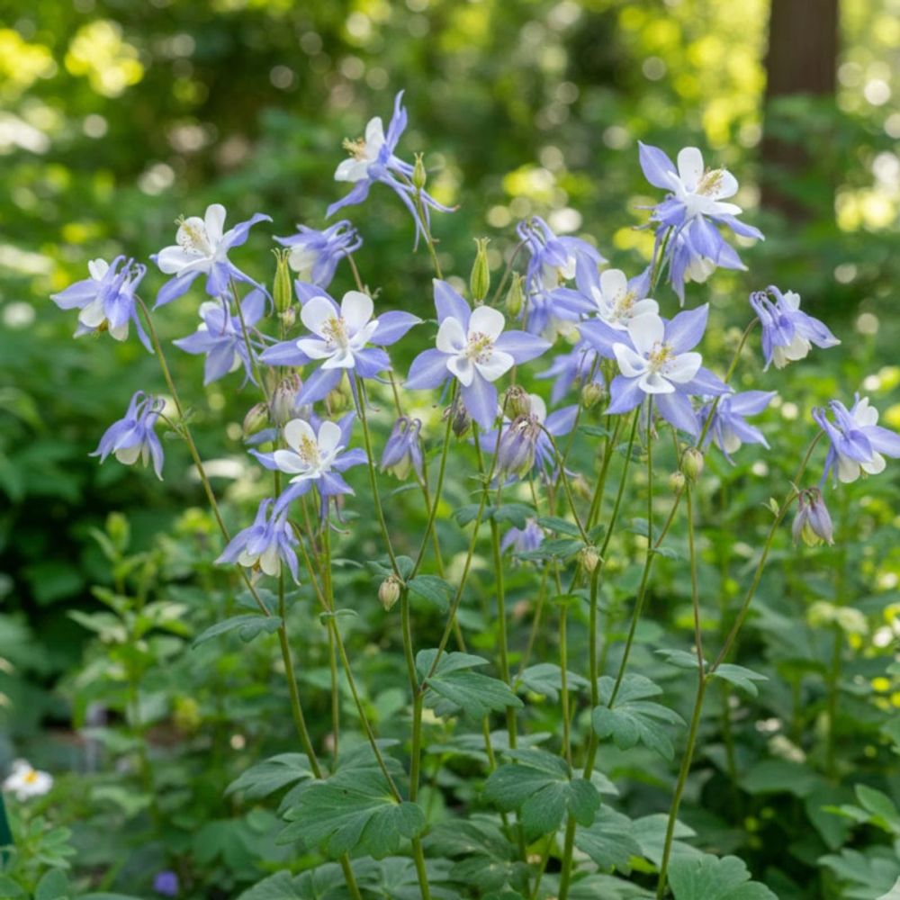 Ancolie blue star lot de 3 godets
