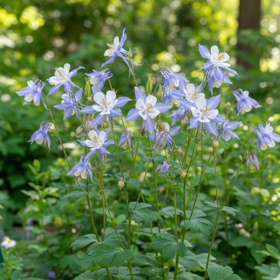Ancolie blue star lot de 3 godets