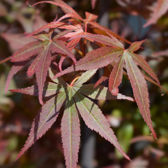 Érable du japon skeeters broom - acer palmatum skeeters broom 40cm