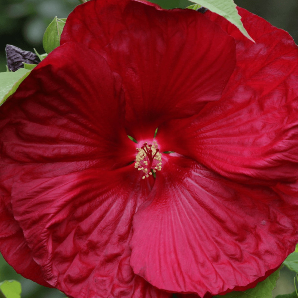 Hibiscus des marais my valentine pot de 4l - 40/60 cm