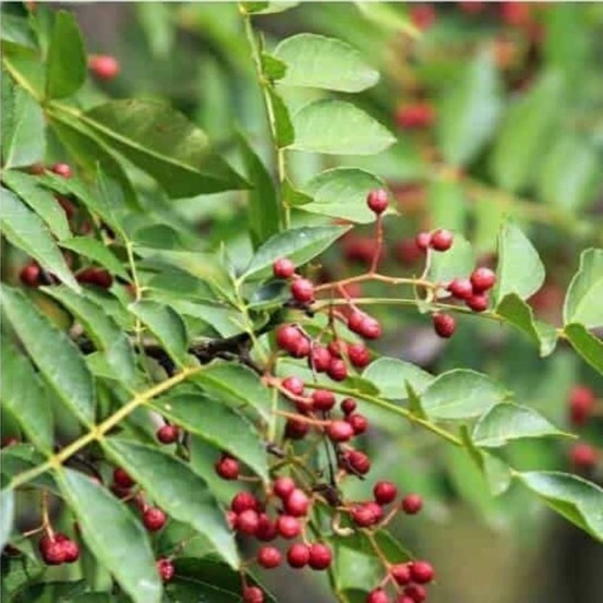 Poivrier du sichuan (zanthoxylum piperitum)