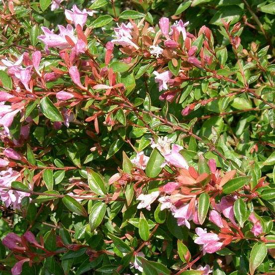 Abélia 'edward goucher' godet de 8/9 cm