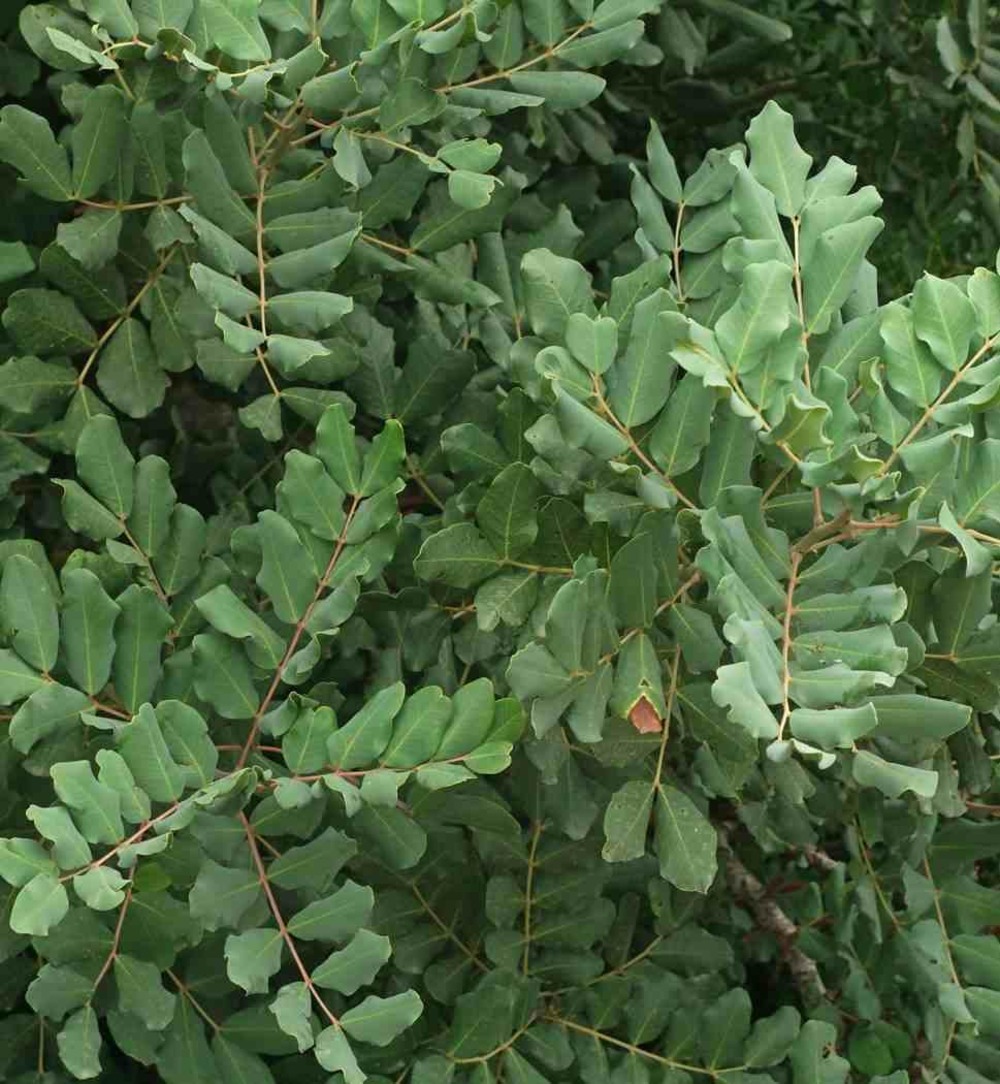 Ceratonia siliqua (caroubier) adulte : substitut au chocolat pot 350l - 200/250cm - péri 60/70