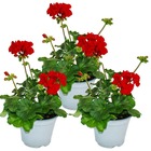 Géraniums sur pied - pelargonium zonale - pot 12cm - set de 3 plantes - rouge foncé