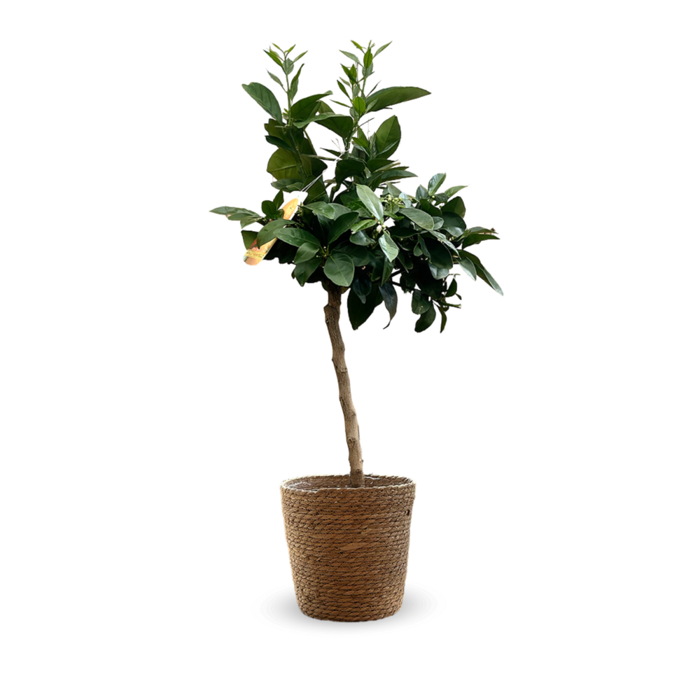 Oranger sanguin avec panier en jonc de mer - agrume méditerranéen - arbre fruitier - ↕ 75-85 cm - ⌀ 25cm