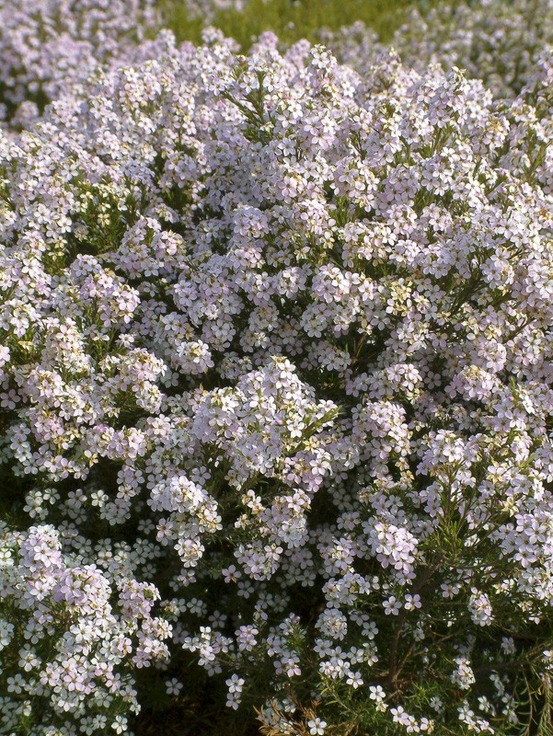 Diosmée 'pink fountain' pot de 2l/3l