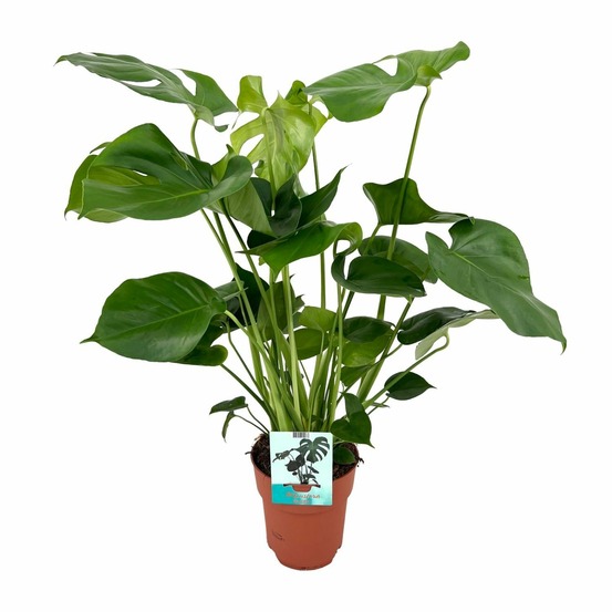 Monstera deliciosa - h60 cm - ø19 cm