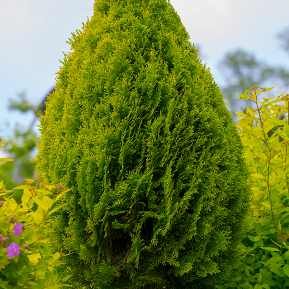 Thuya occidental aurea nana - thuja occidentalis aurea nana 40/50cm pot 8l