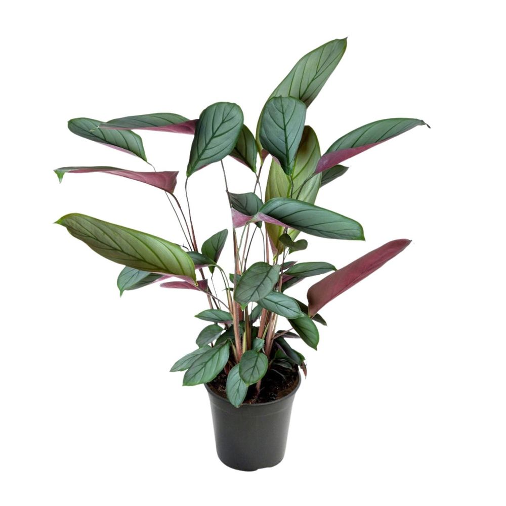 Ctenanthe setosa - ø17cm - ↕60cm - plantes d'intérieur