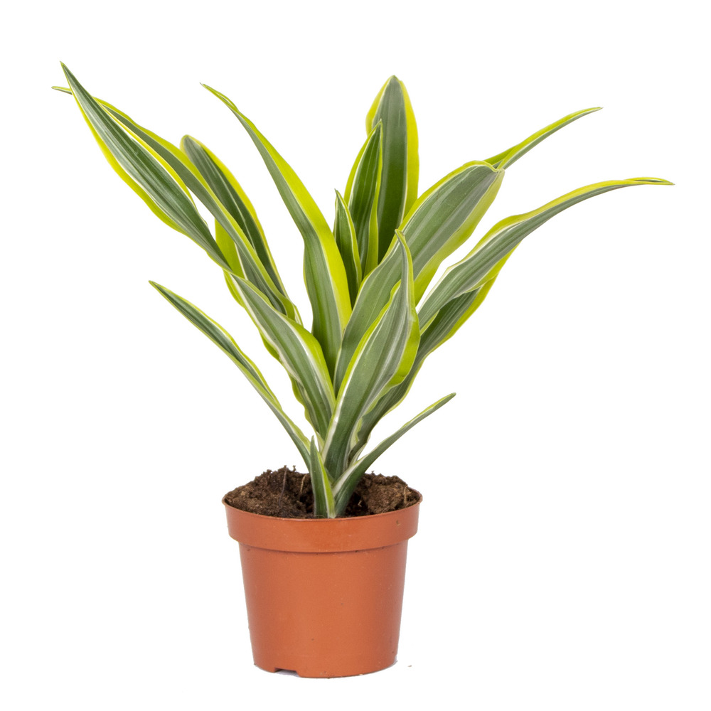 Dracaena lemon lime - dragonnier - plante d’intérieur - dépolluante - 20-30 cm de haut - pot 12 cm