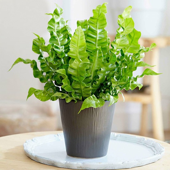 Fougère nid d'oiseau crispy wave - le pot / ø 12cm / hauteur livrée 25-35cm