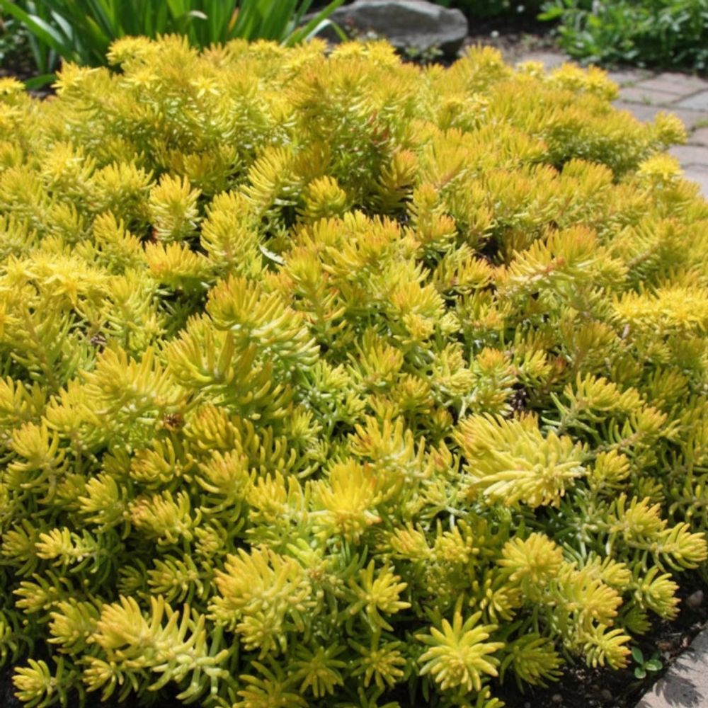Orpin réfléchi angelina, sedum lot de 9 godets