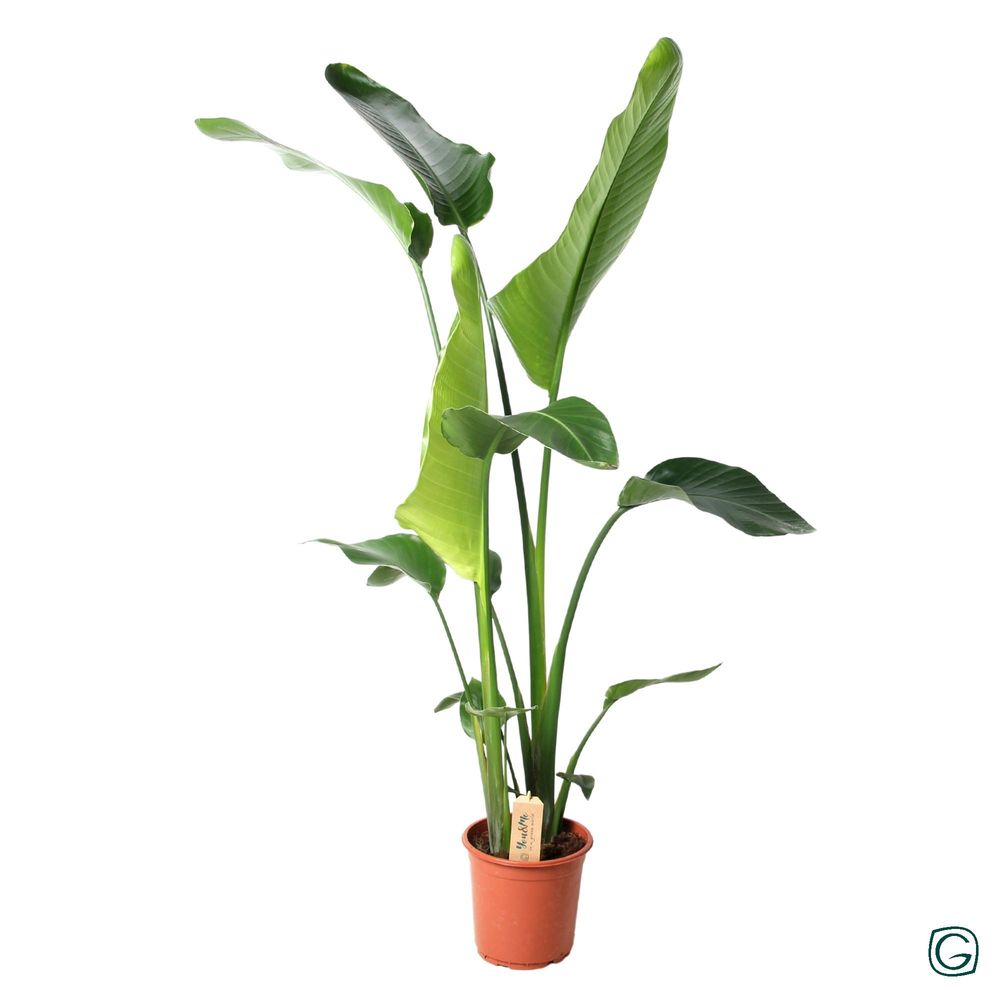 Strelitzia nicolai - ø21cm - ↕100cm - plantes d'intérieur